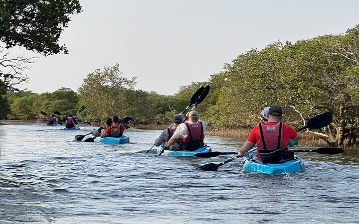 Mangrove Kayaking Qatar